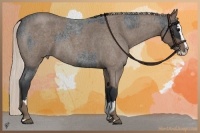 Horse Color:Blue Roan Sabino Splash and Silver Blue Roan Sabino Splash