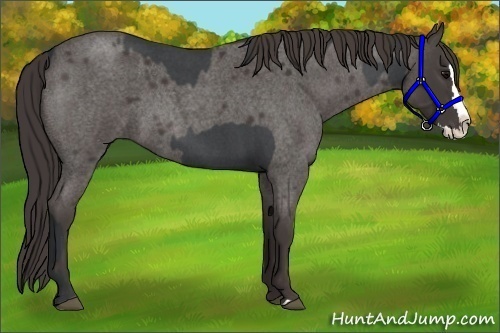 Horse Color:Blue Roan Sabino Splash  and Smoky Blue Roan Sabino Splash 