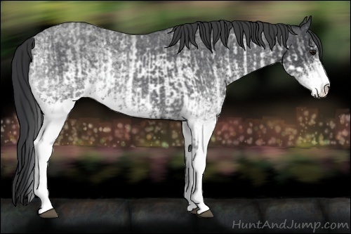 Horse Color:White Spotted Blue Roan Rabicano  and White Spotted Blue Roan Rabicano 