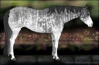 Horse Color:White Spotted Blue Roan Rabicano  and White Spotted Blue Roan Rabicano 