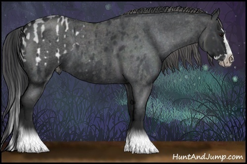 Horse Color:Blue Roan Sabino Splash  and Blue Roan Sabino Splash Appaloosa 