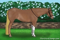 Horse Color:Painted Chestnut Rabicano 
