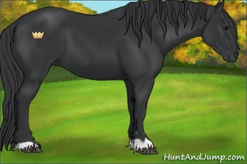 Horse Color:Black 