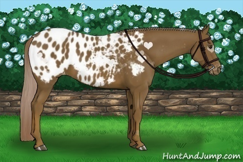 Horse Color:Chocolate Palomino Appaloosa 
