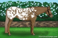 Horse Color:Chocolate Palomino Appaloosa