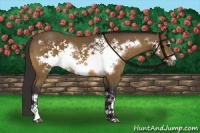 Horse Color:Buckskin Frame 