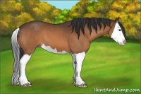 Horse Color:Bay Splash 