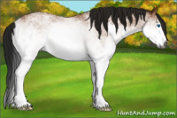 Horse Color:Gray White Spotted Bay Splash 