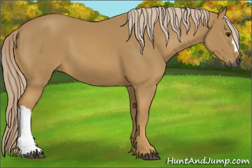 Horse Color:Gray Palomino 