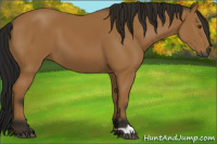 Horse Color:Gray Buckskin 