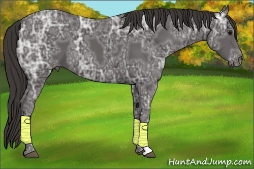 Horse Color:Smoky Black Ice