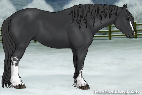 Horse Color:Black  and Black 