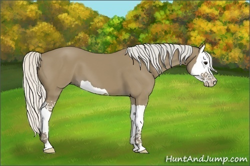 Horse Color:Silver Smoky Black Splash