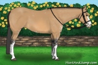 Horse Color:Buckskin Sabino