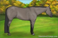 Horse Color:Grullo 