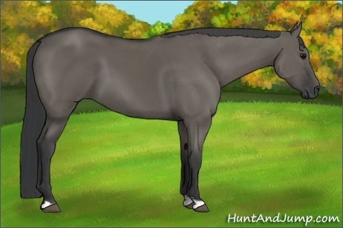 Horse Color:Grullo 