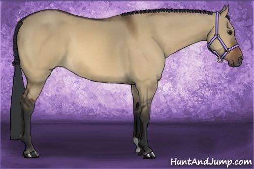 Horse Color:Bay Dun 
