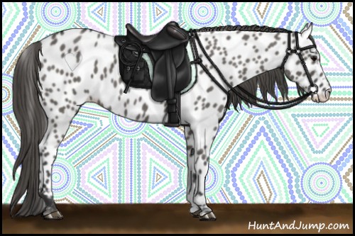 Horse Color:Grullo Appaloosa