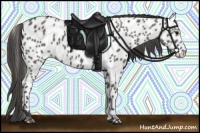 Horse Color:Grullo Near Leopard