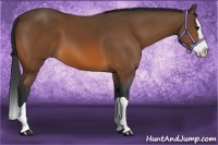 Horse Color:Bay Splash 