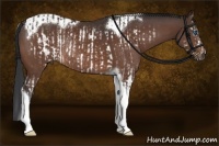 Horse Color:Bay Sabino Splash Frame Rabicano and Brown Tobiano Rabicano