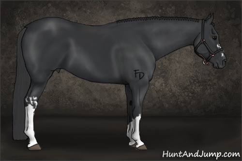 Horse Color:Black  and Black 