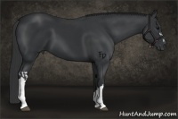 Horse Color:Black and Black