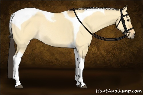 Horse Color:Buckskin Dun Tobiano Rabicano
