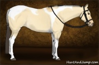 Horse Color:Buckskin Dun Tobiano Rabicano 