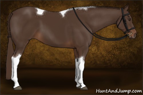 Horse Color:Liver Chestnut Tobiano 