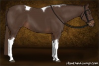 Horse Color:Liver Chestnut Tobiano 