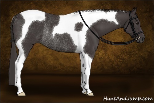 Horse Color:Smoky Black Sabino Tobiano Rabicano