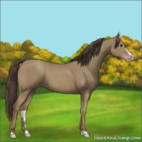 Horse Color:Classic Champagne Splash 