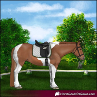 Horse Color:Chestnut Tobiano