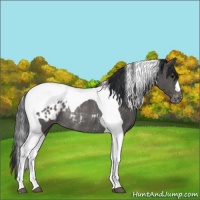 Horse Color:Black Tobiano Blanket Rabicano 