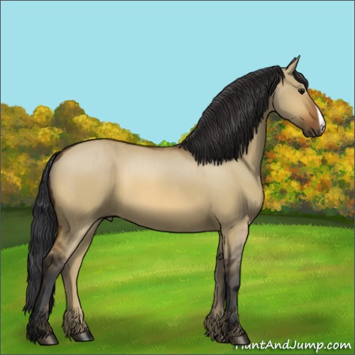 Horse Color:Bay Dun
