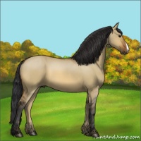 Horse Color:Bay Dun