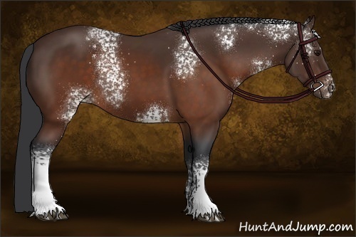 Horse Color:White Spotted Brown 