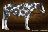 Horse Color:White Spotted Black Splash 