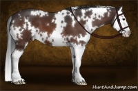 Horse Color:White Spotted Bay Splash