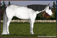 Horse Color:Gray White Spotted Grullo Splash 