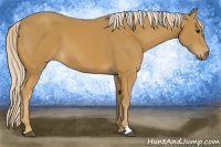 Horse Color:Palomino 