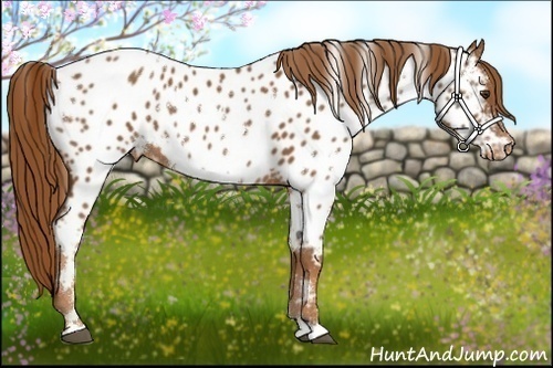 Horse Color:White Spotted Chestnut Appaloosa 