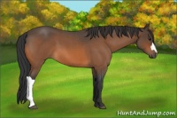 Horse Color:Bay Roan 