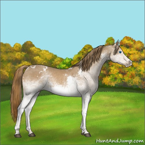 Horse Color:White Spotted Chestnut Splash