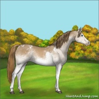 Horse Color:White Spotted Chestnut Splash 