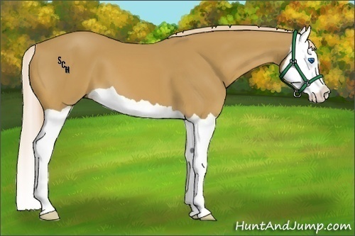 Horse Color:Palomino Splash