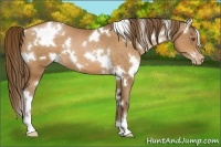 Horse Color:White Spotted Brown Pearl 