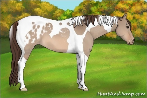Horse Color:Bay Dun Tobiano Blanket 