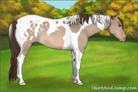 Horse Color:Bay Dun Tobiano Blanket
